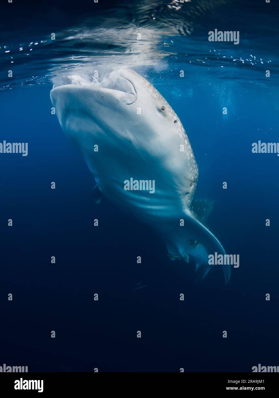 Whale shark eating plankton in blue ocean. Giant Whale shark swimming