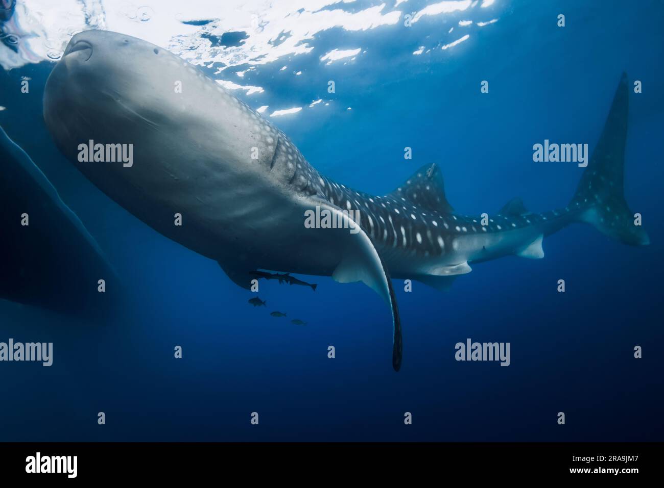 Whale shark eating plankton in blue ocean. Giant Whale shark swimming