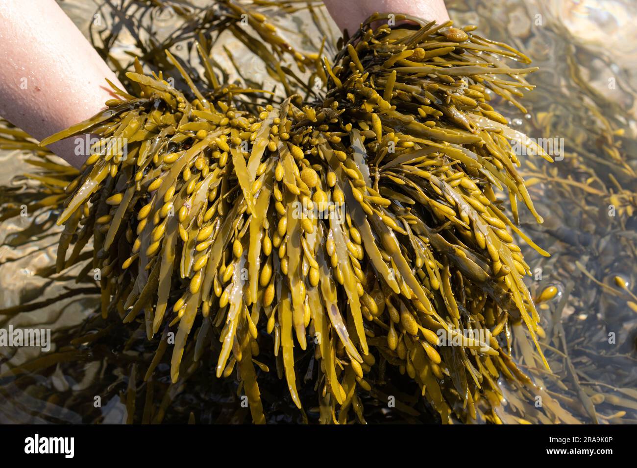 Hands holding a Bladderwrack seaweed on beach. Fucus vesiculosus Stock
