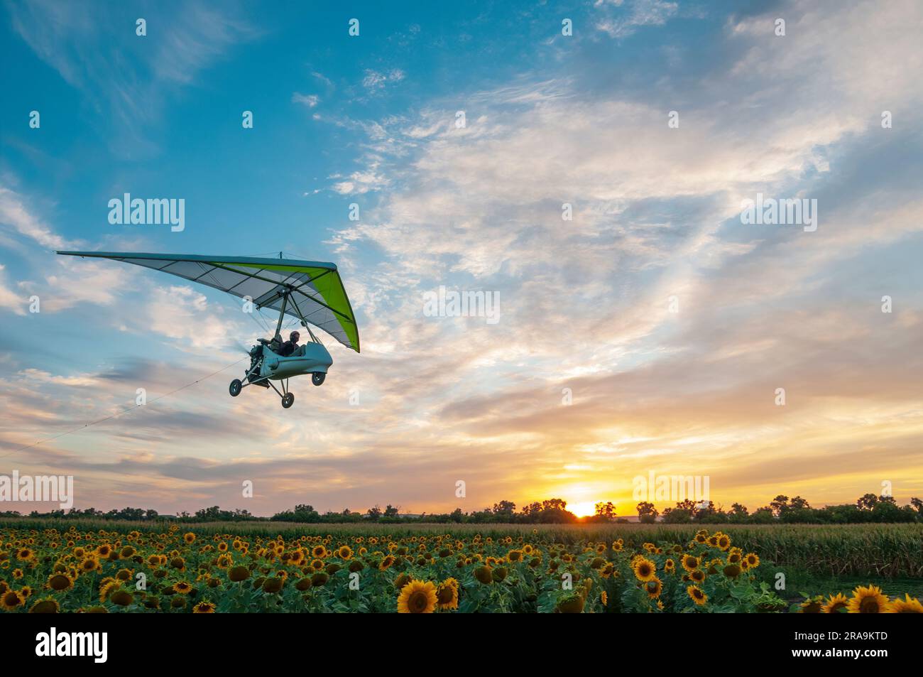 Motorized hang glider trike plane flies low above beautiful sunflower field at the sunset Stock Photo