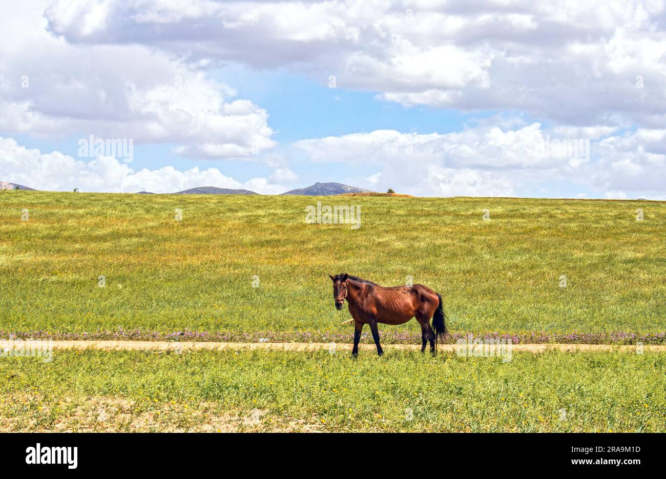 Graceful Hucul Pony Roaming in the Wilderness Stock Photo