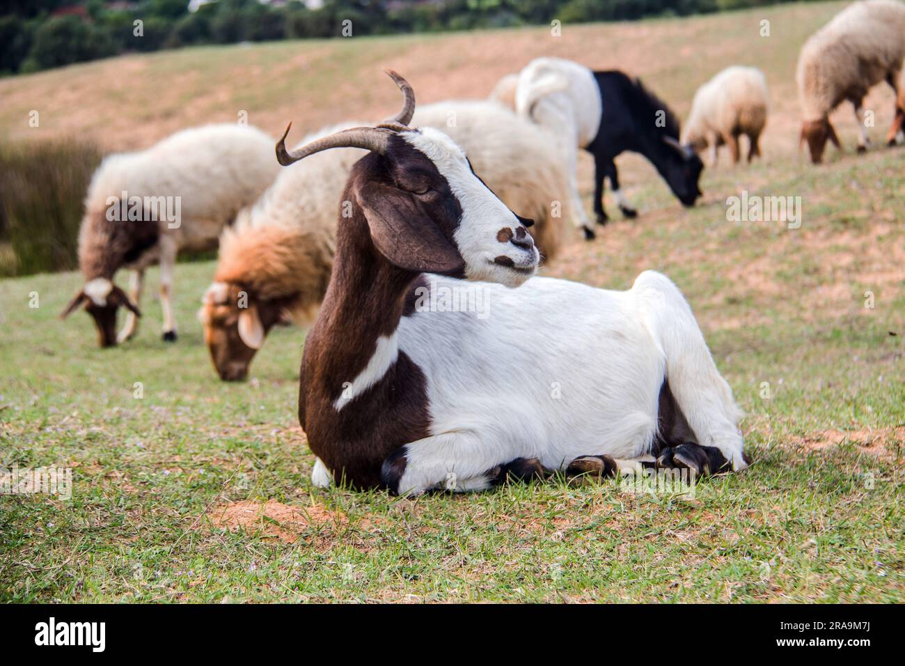 Boer Goat Breed in the Wild Stock Photo