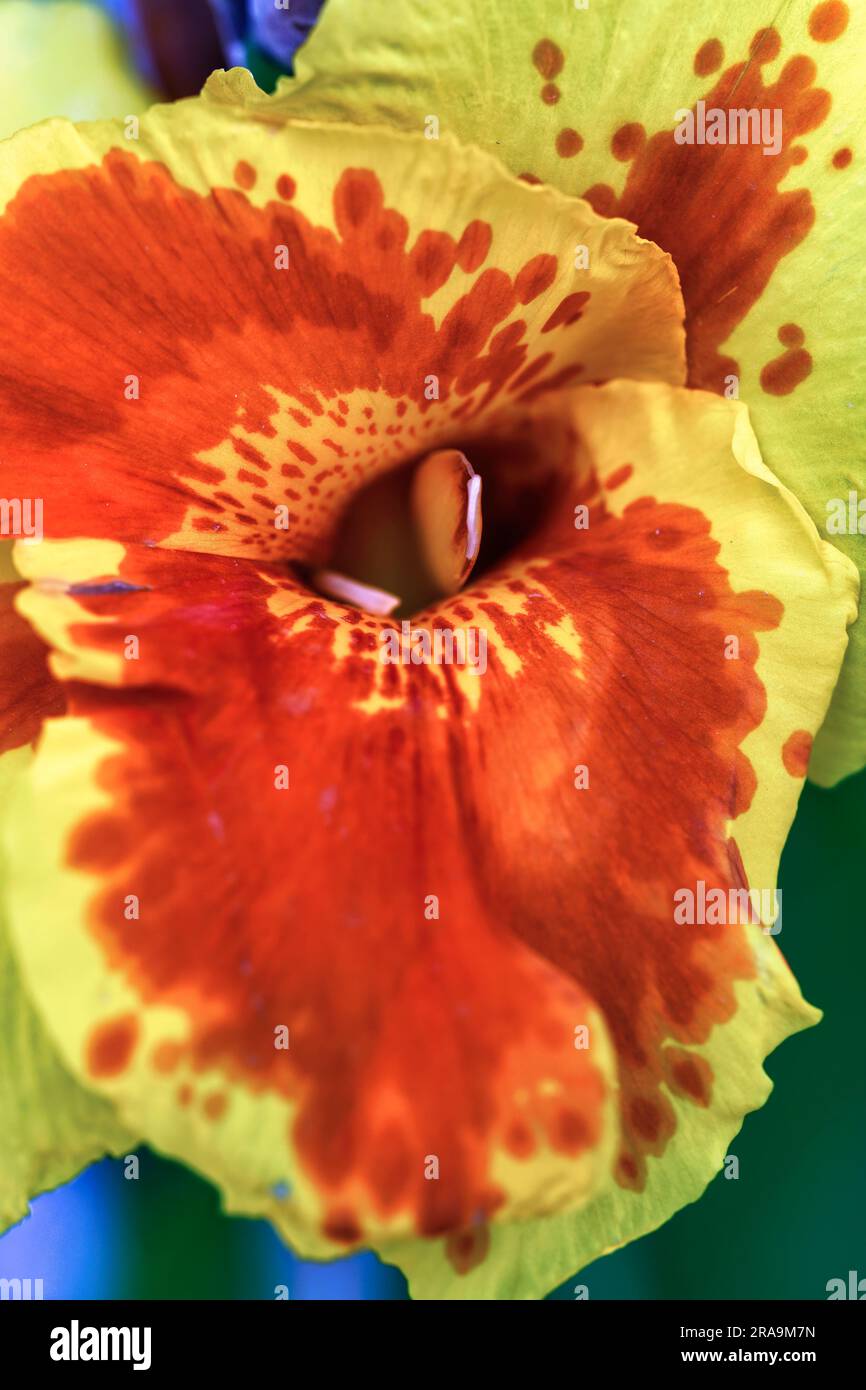 Orange-gelbe Blüte des indischen Blumenrohrs Stock Photo