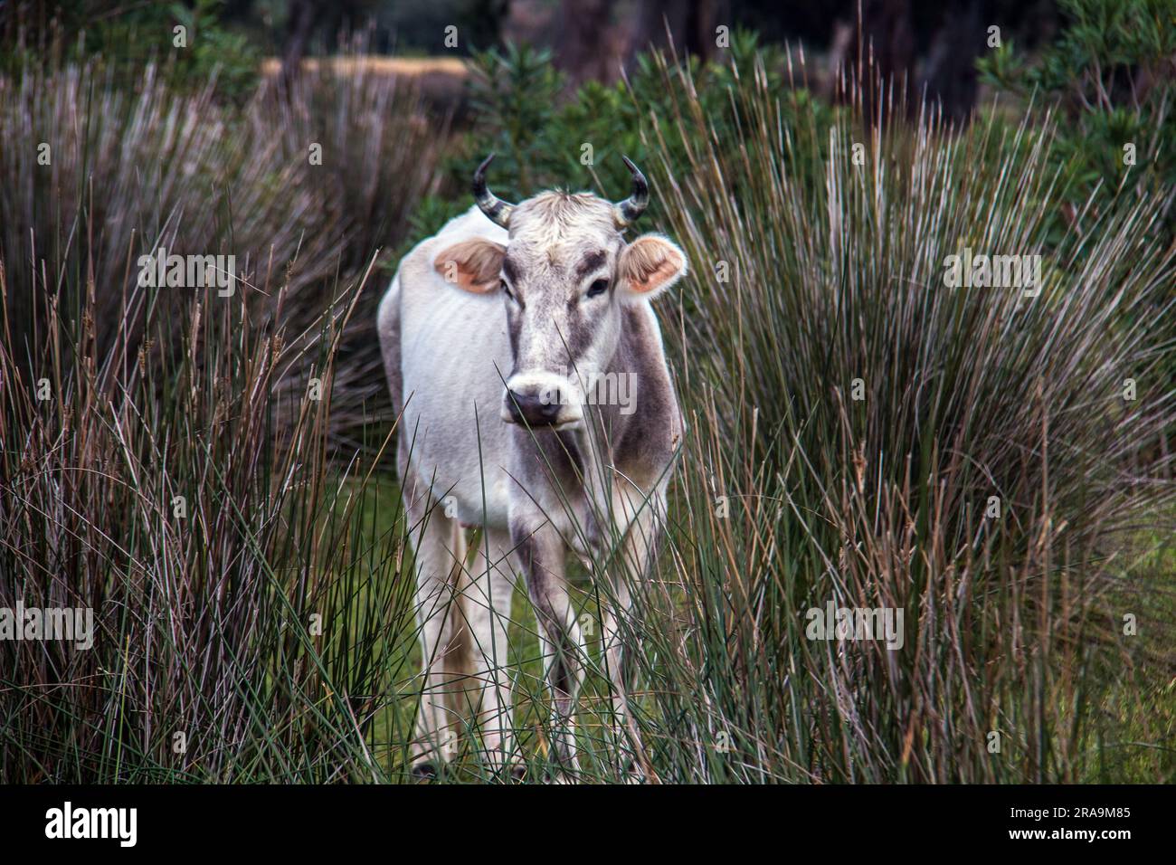 Podolica Cattle: A Resilient Breed Flourishing in Natural Landscapes Stock Photo