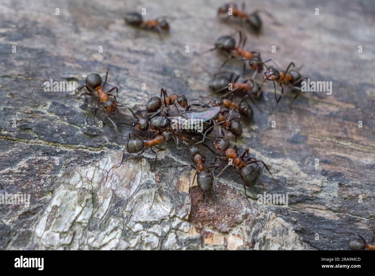 Close up of wood ants with a queen ant on a log in Burnham Beeches