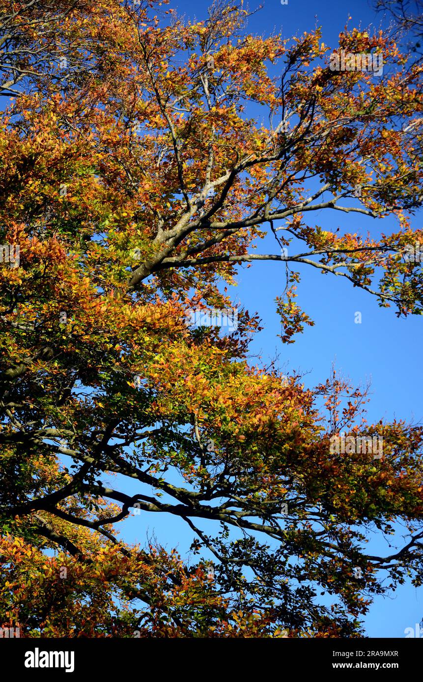 Autumn leaves on a tree against a blue sky Stock Photo - Alamy