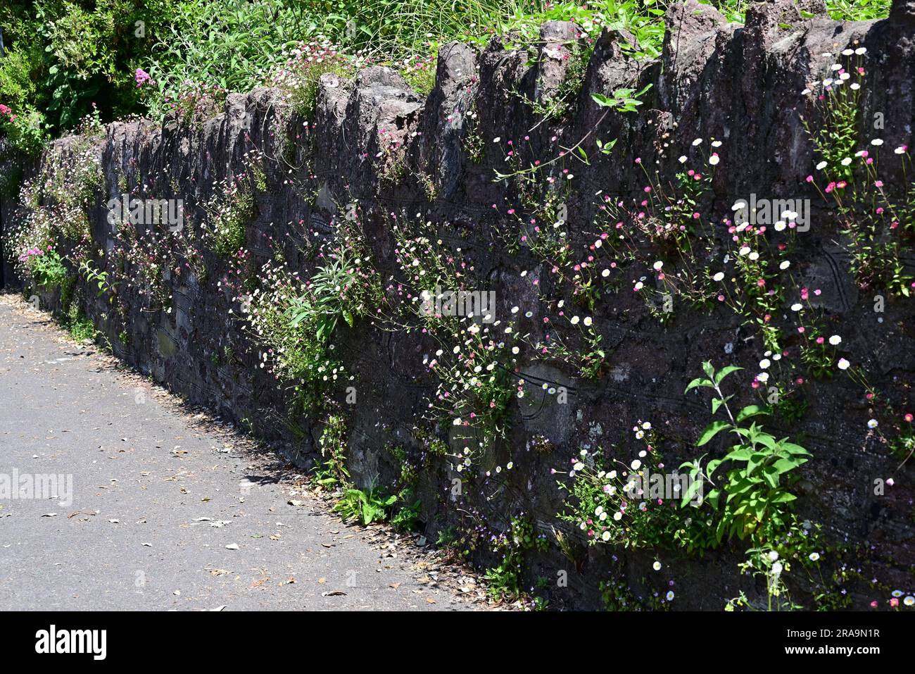 Wildflowers growing on a stone wall Stock Photo - Alamy