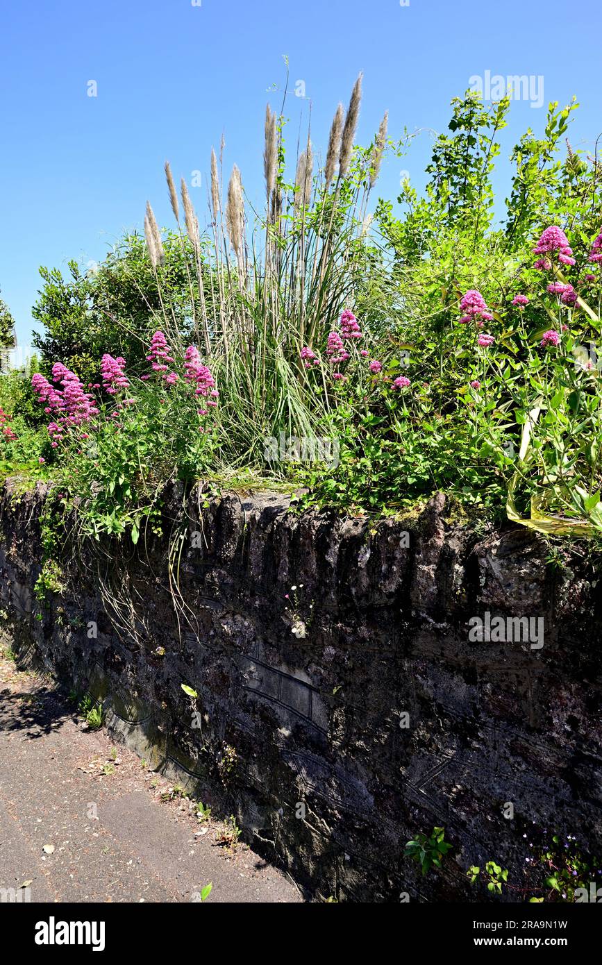 Wildflowers growing on a stone wall Stock Photo - Alamy