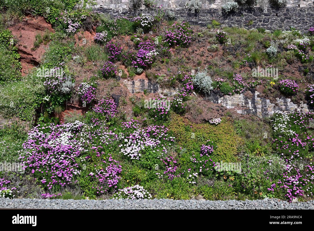 Wildflowers growing on the cliff-face beside the main railway line at Dawlish, South Devon. Stock Photo