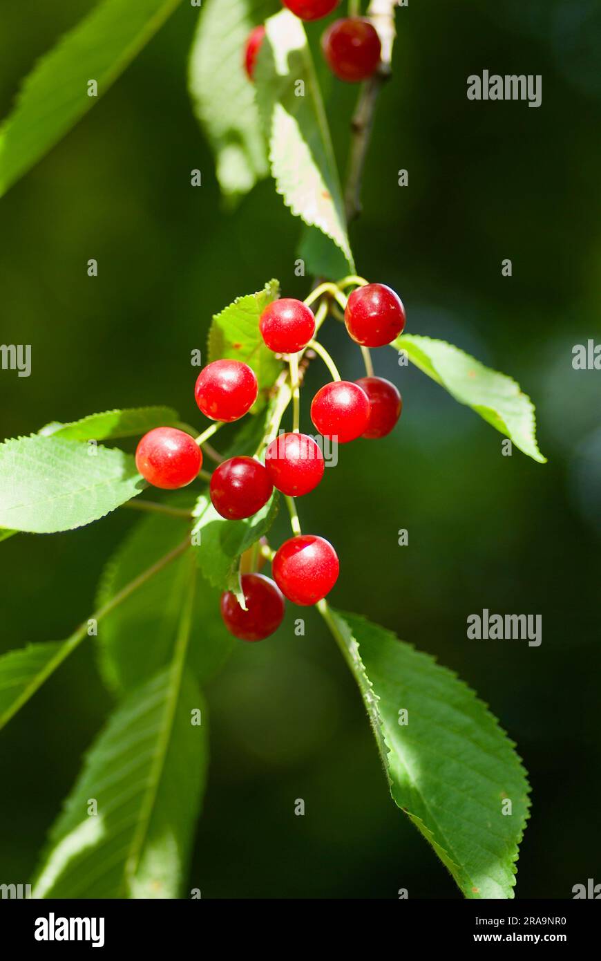 Branch of cherry tree with ripe red berries and green leaves in summer. Stock Photo