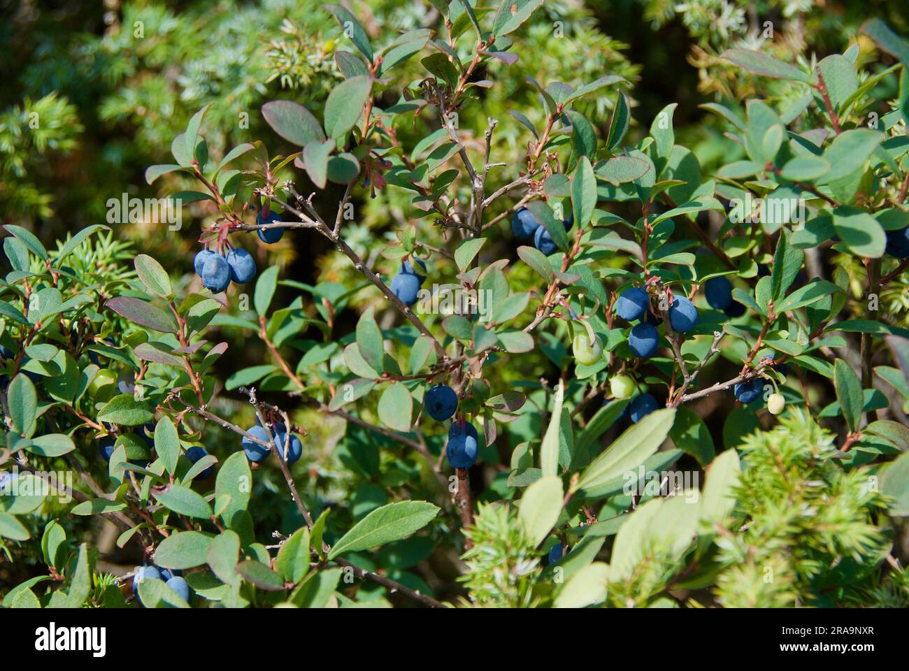 Forest landscape with bog whortleberry plants and blue edible berries in summer. Stock Photo