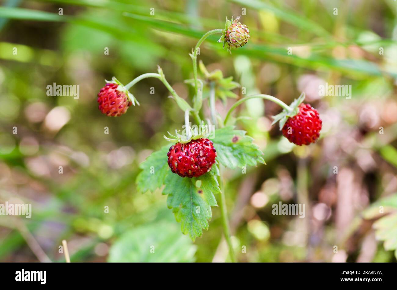 Wild strawberry plant hi-res stock photography and images - Alamy