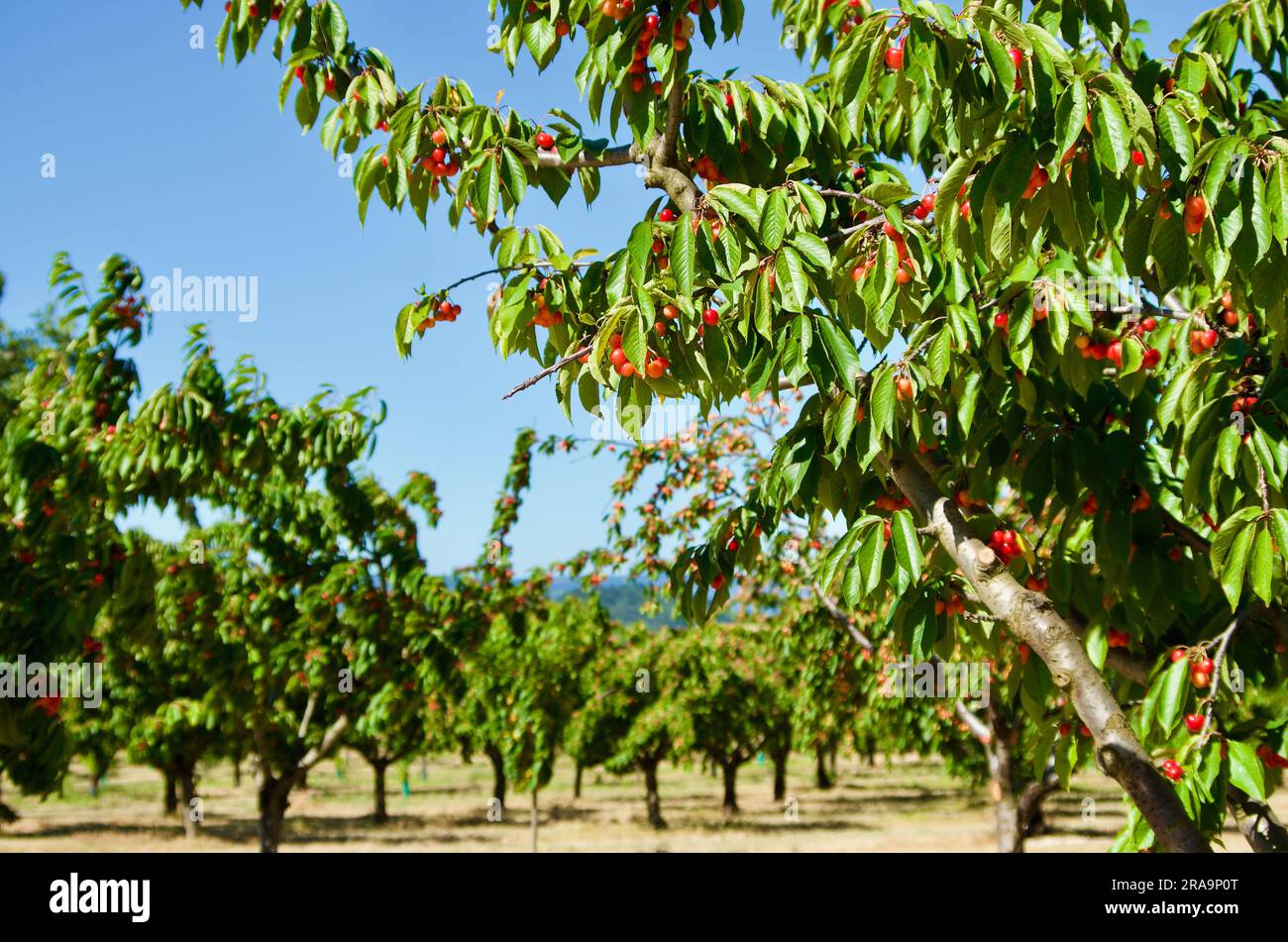 Fruit farming with trees with cherries and green leaves against blue sky in France in summer. Stock Photo