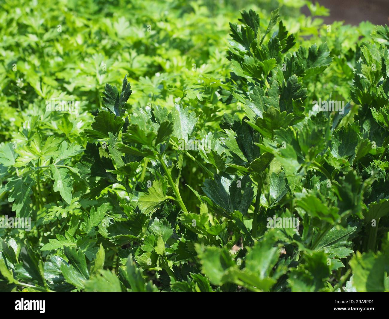 Celery leaves in garden raised bed in natural, organic garden Stock