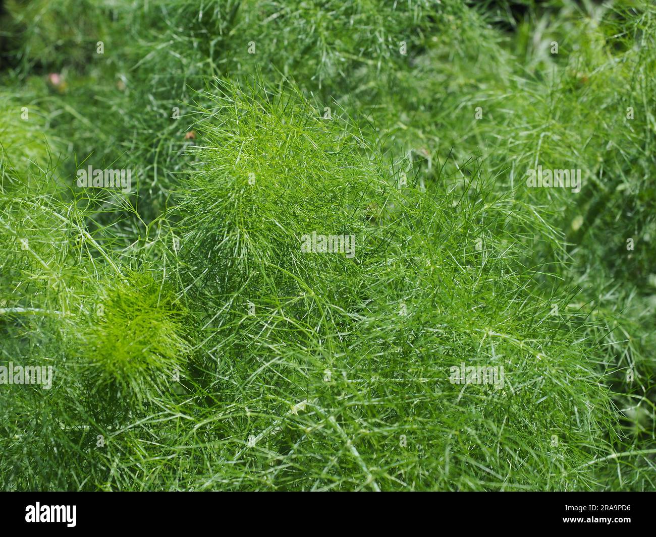 Organic vegetables in garden raised bed in natural garden, fennel Stock