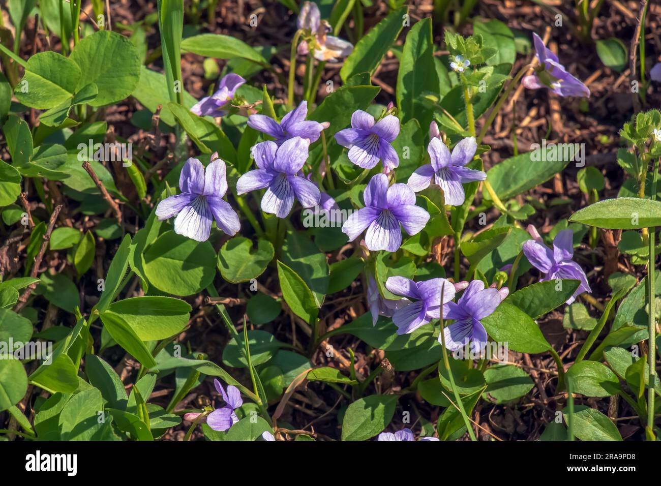 Viola mandshurica is a type of violet. spring flower manchurian violet