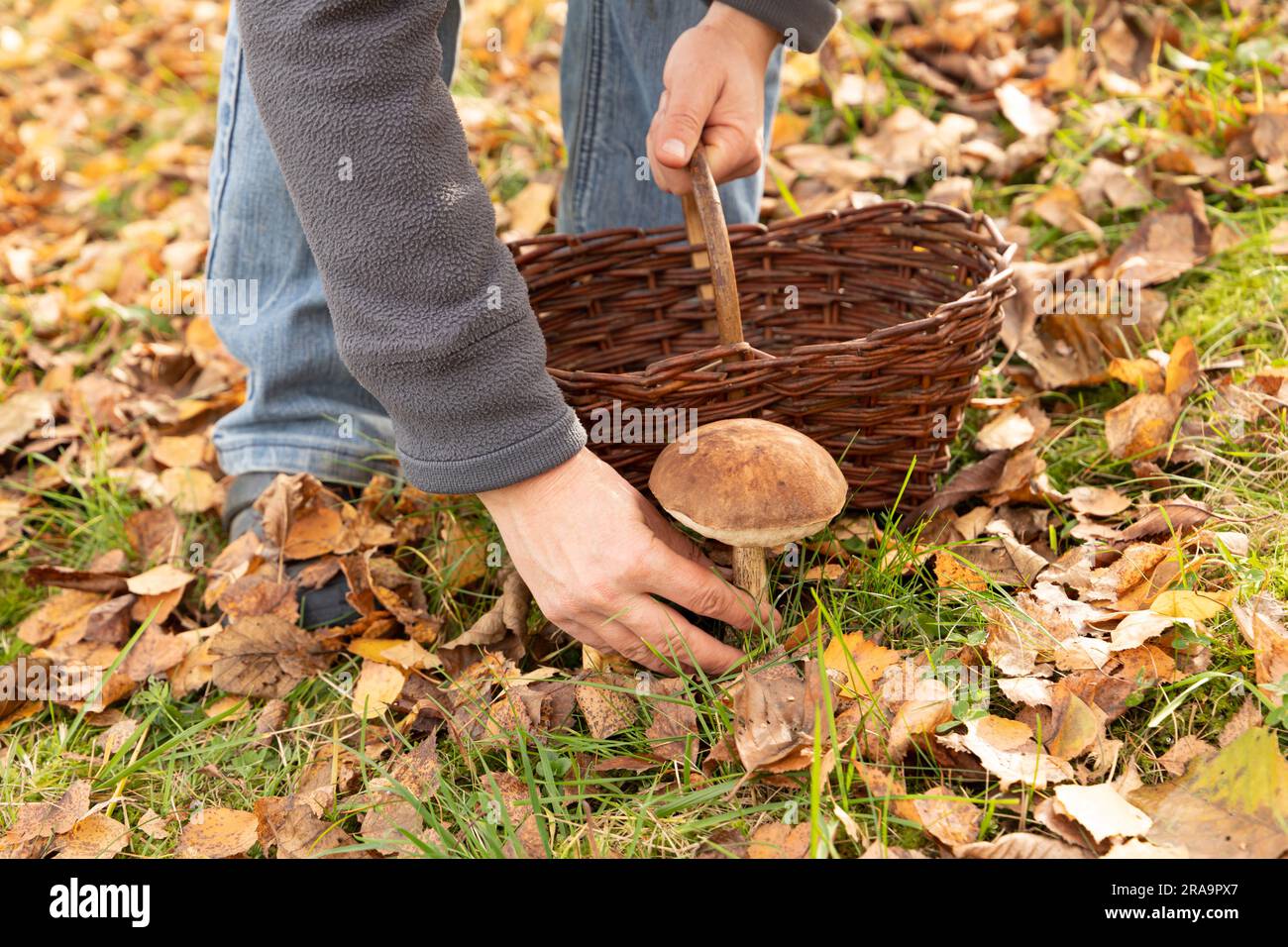 Person picking edible mushroom Stock Photo