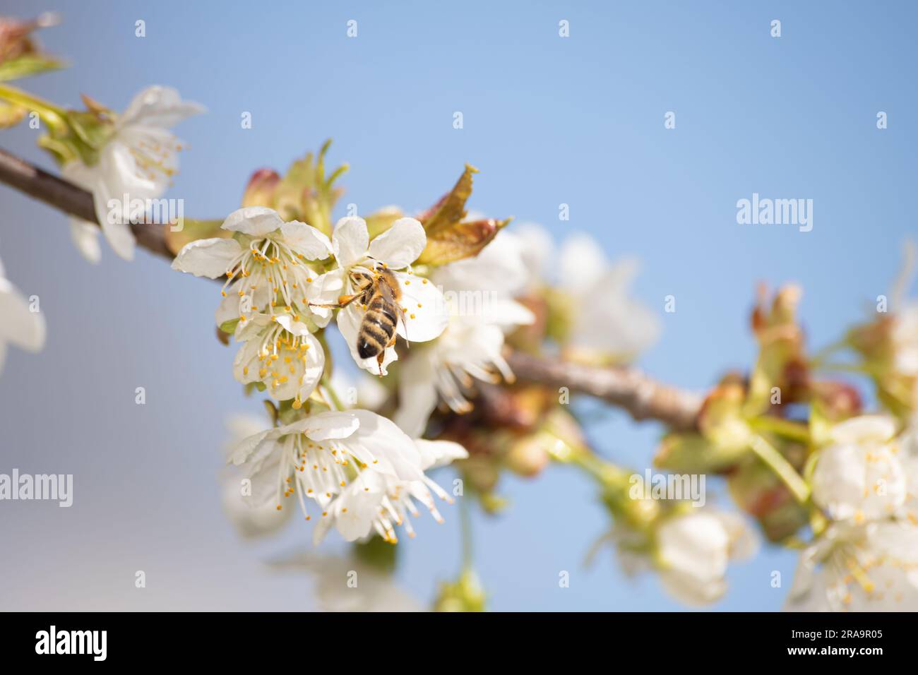 Cherry flower macro tree hi-res stock photography and images - Alamy