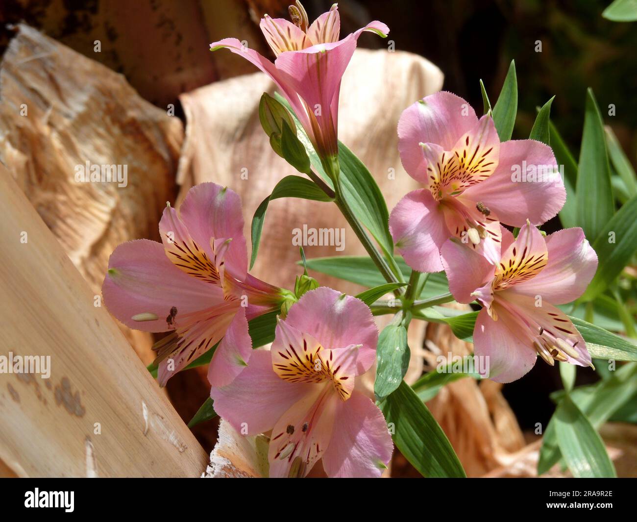 Wild growing pink exotic flower, inca lily (alstroemeria) in its natural environment, Tenerife, Canary Islands, Spain Stock Photo