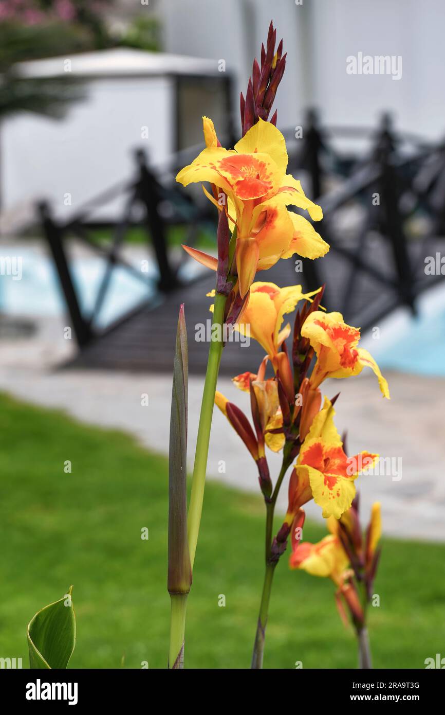 Orange-gelbe Blüten des indischen Blumenrohrs Stock Photo