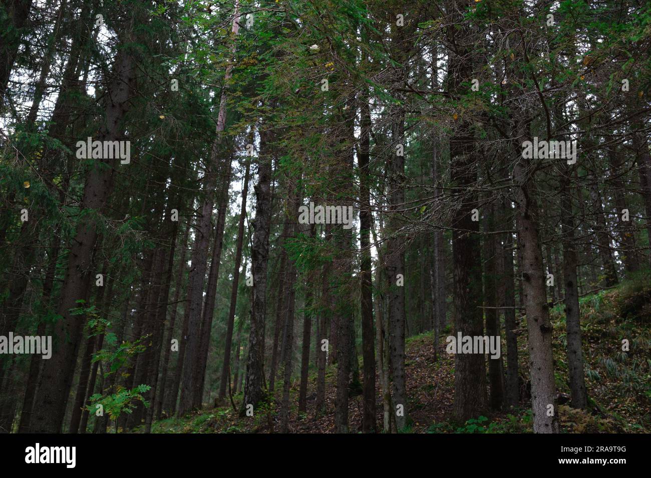 Tall slender pine trees in hi-res stock photography and images - Alamy