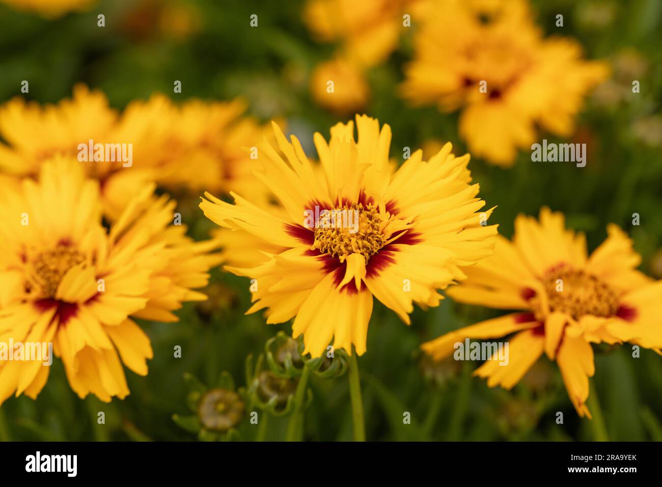 Close up of Coreopsis 'Bright Touch' flowering in an English summer garden, England, UK Stock Photo