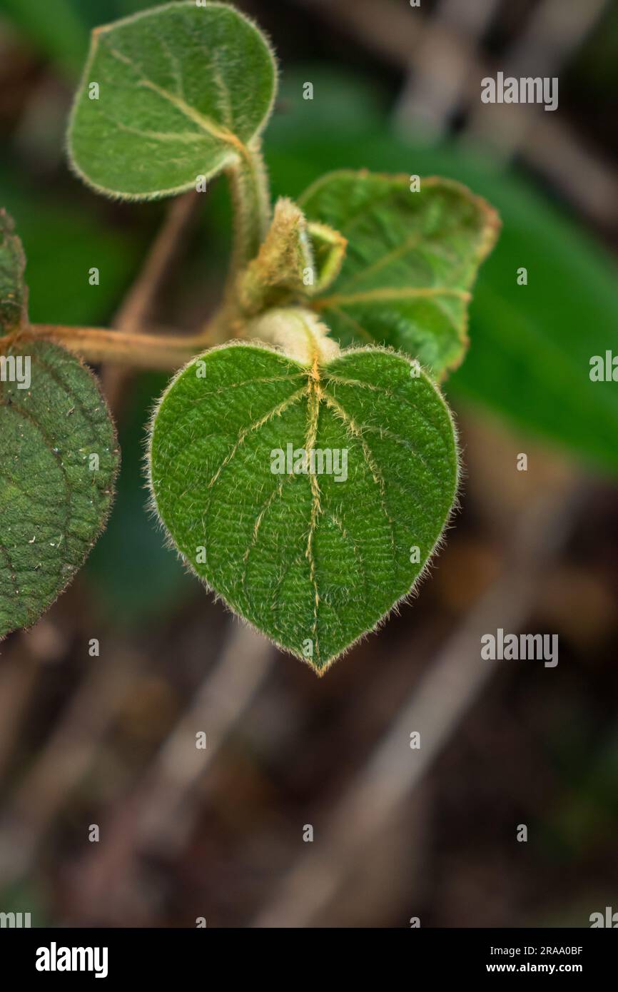Green Heart-Shaped Leaf in Close-up Macro Photography of Plant Growth Stock Photo
