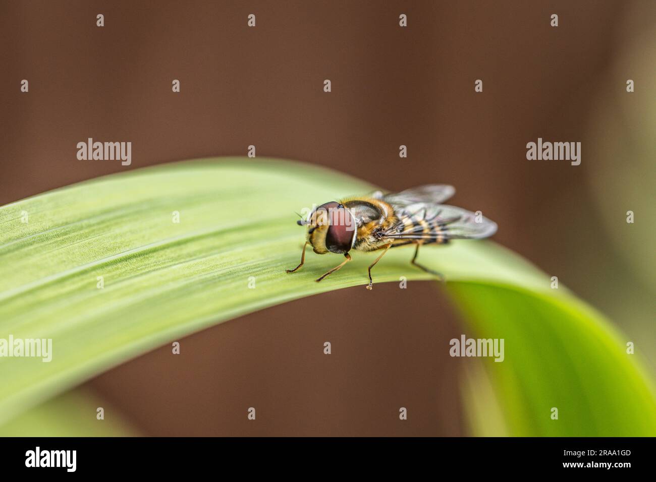 bee on leaf Stock Photo