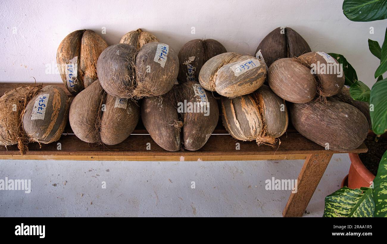 A new batch of coco de mer collected for prouction, all are tagged by numbers for control, Mahe Seychelles Stock Photo