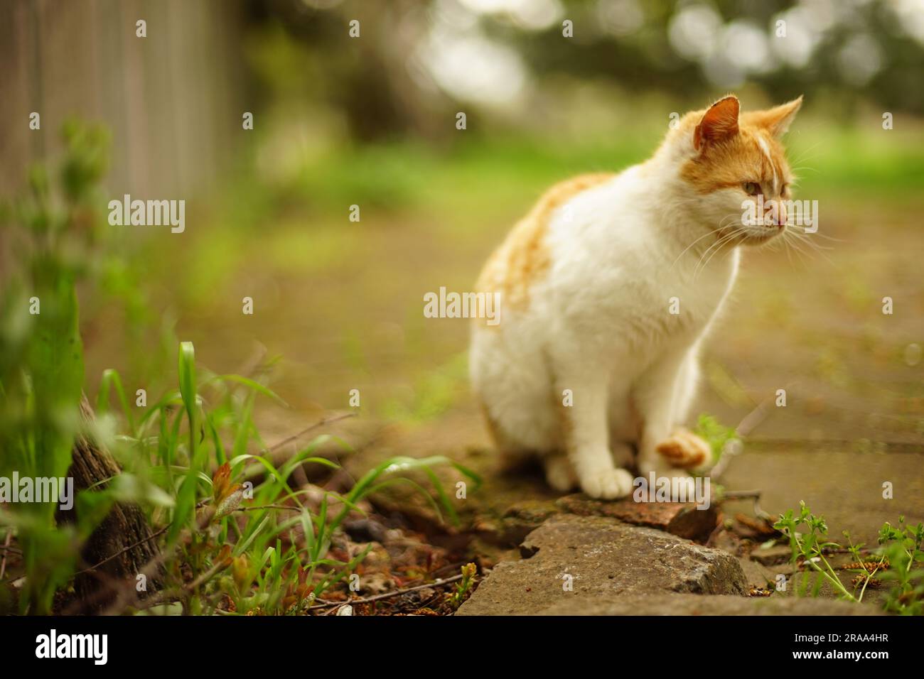 White cat red spots sits hi-res stock photography and images - Alamy