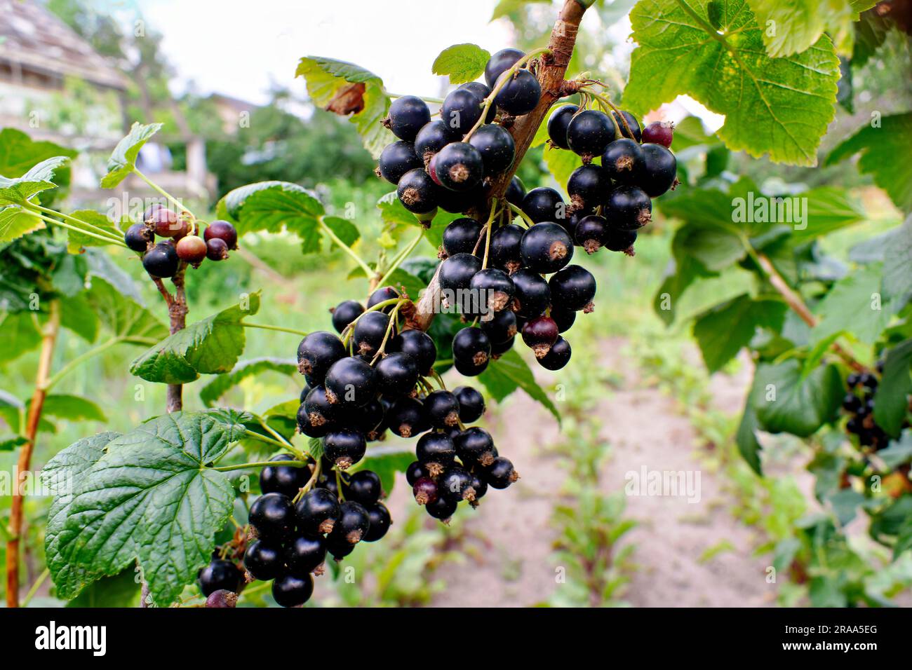 Blackcurrant branch with berries and leaves Stock Photo