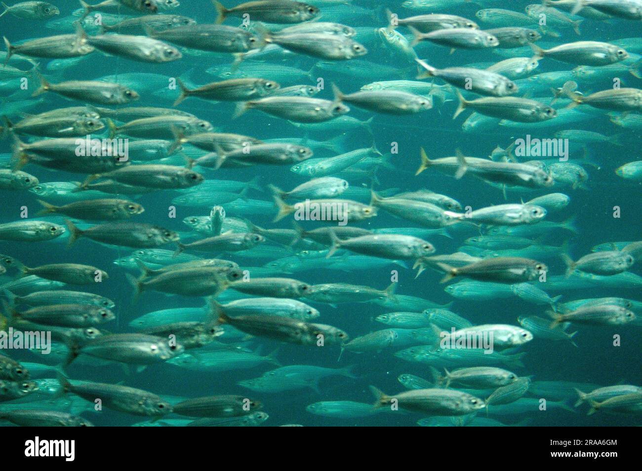 Close up school sardines hi-res stock photography and images - Alamy