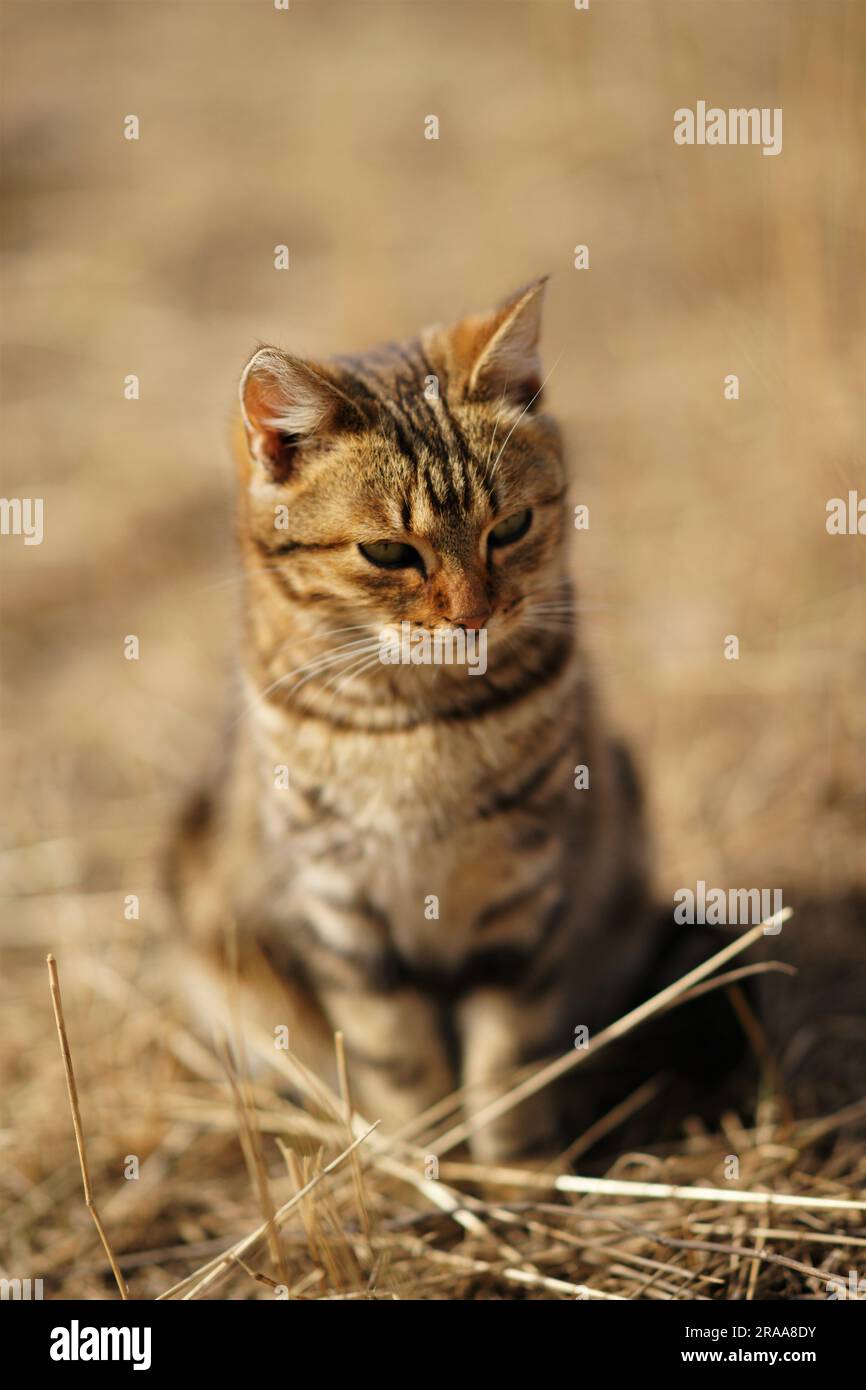 Tabby cat sits in sunny garden with dry grass Stock Photo - Alamy