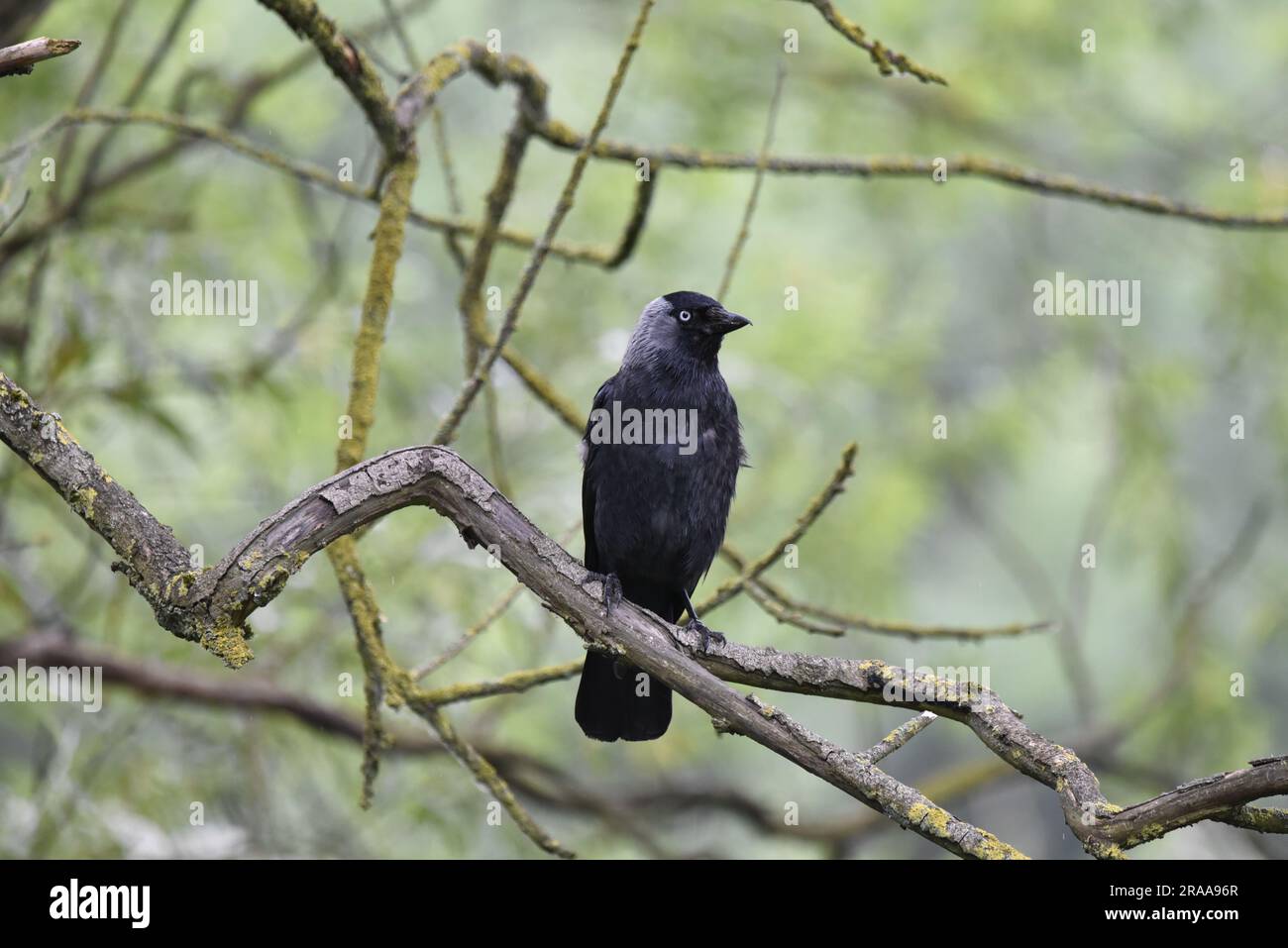 Western Jackdaw (Corvus monedula) Perched on a Tree Branch Facing Camera in Foreground of Image, Head Turned to Right, against a Green Background Stock Photo