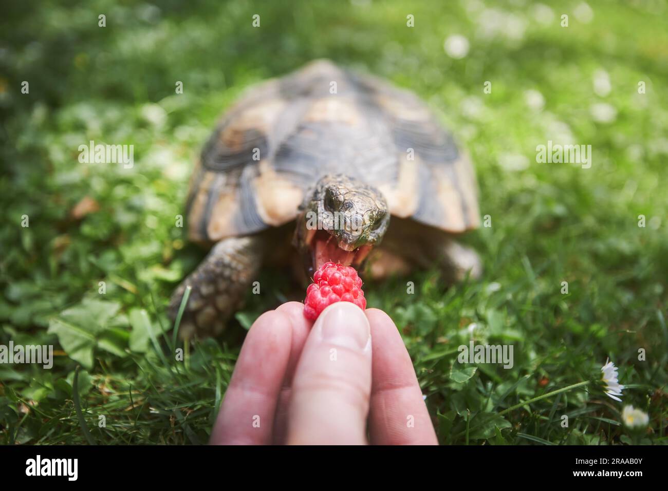 Pet owner giving his turtle ripe raspberry to eat in grass on back yard. Summertime and domestic life with exotic pets. Stock Photo