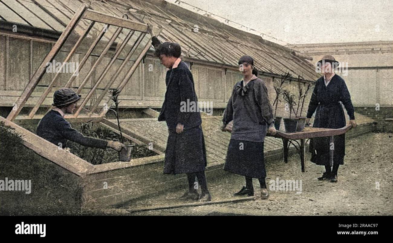 Four women gardeners in the King's gardens at Frogmore, Windsor Castle, working in the glasshouses in place of male gardeners during the First World War.     Date: 1916 Stock Photo