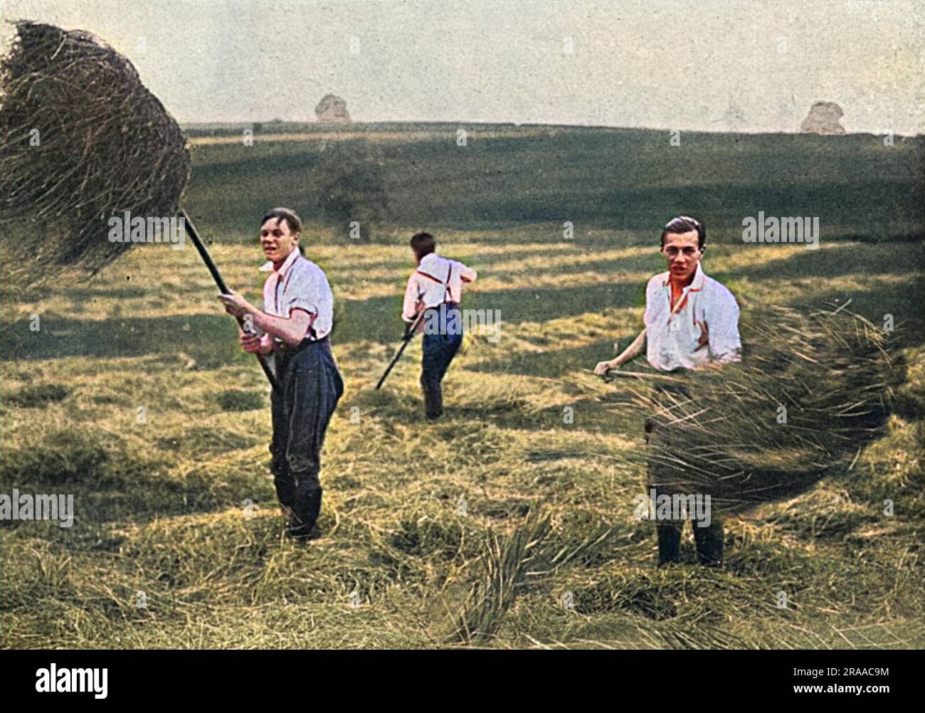 Three of the three hundred older boys from Marlborough College in Wiltshire helping in the hayfields during the First World War.     Date: 1916 Stock Photo