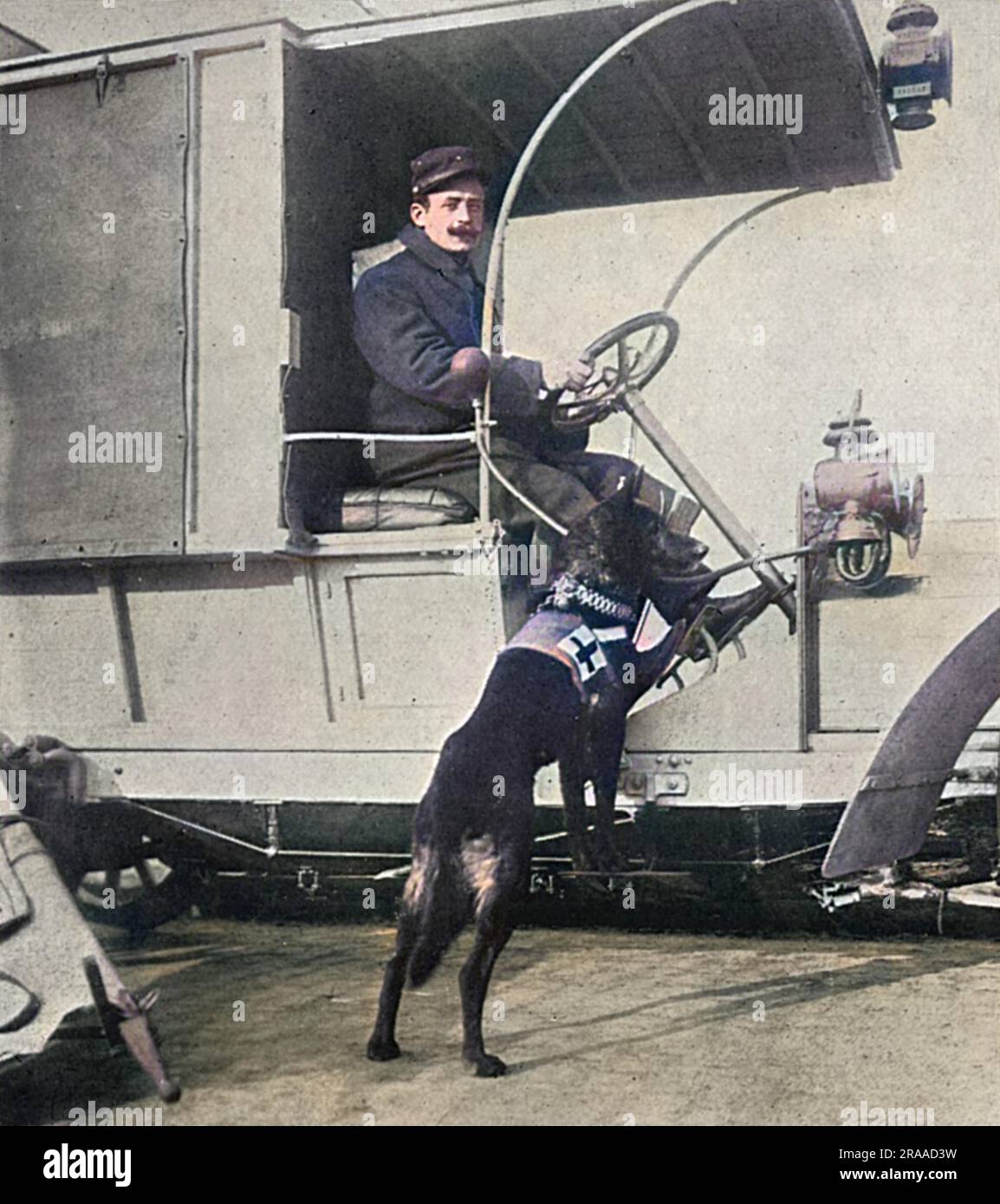 A canine Red Cross worker attached to a French motor ambulance during World War I. Trained dogs were not only used to hunt for the wounded in outlying parts of the battlefield, but also to enter the fiery zone in battle. Each bored a Geneva red cross badge and carried on its chest a little case with stimulants and first aid requisites.     Date: 1914 Stock Photo