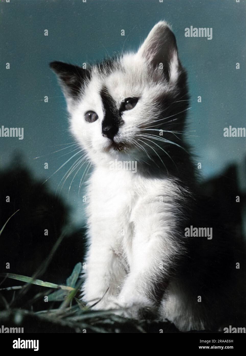 A cute kitten with a black nose marking.     Date: 1960s Stock Photo