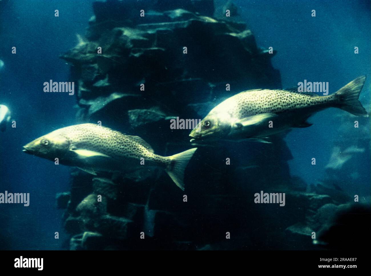 Fish in an aquarium at Durban, South Africa. Date 1960s Stock Photo