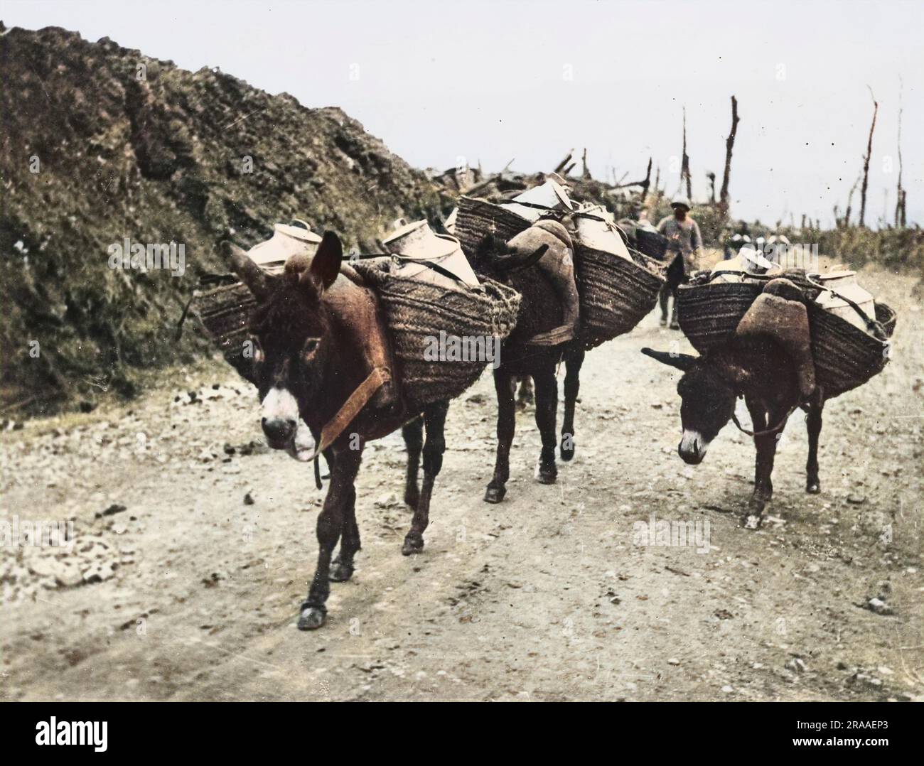 Donkeys carrying soup to the front lines at Maurepas, Somme on the French front during World War I in October 1916     Date: 17th October 1916 Stock Photo