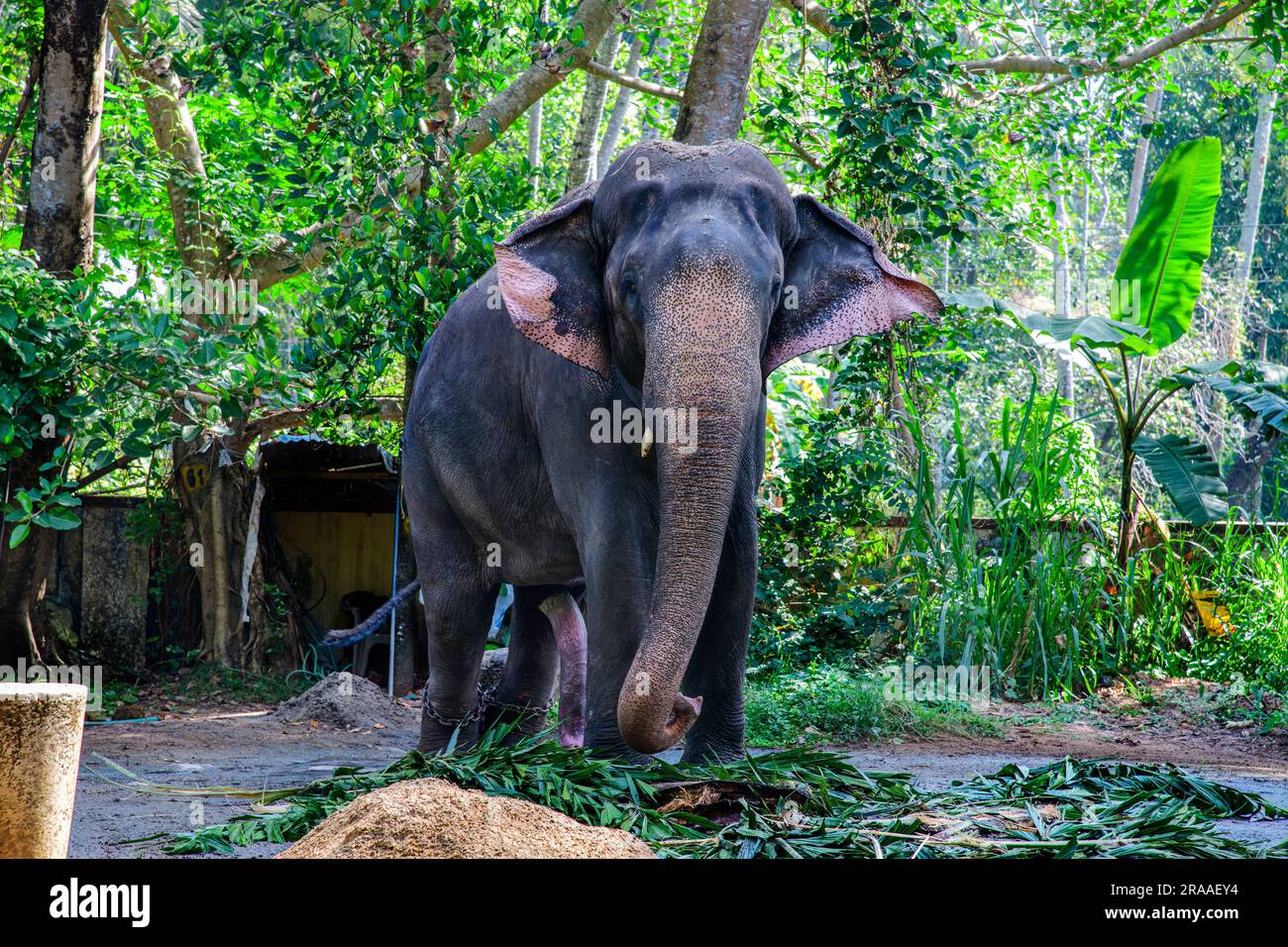 Where Elephants Roam Free and Dreams Take Flight - Punnathur Kotta, a Wonderland of Wonder! Stock Photo
