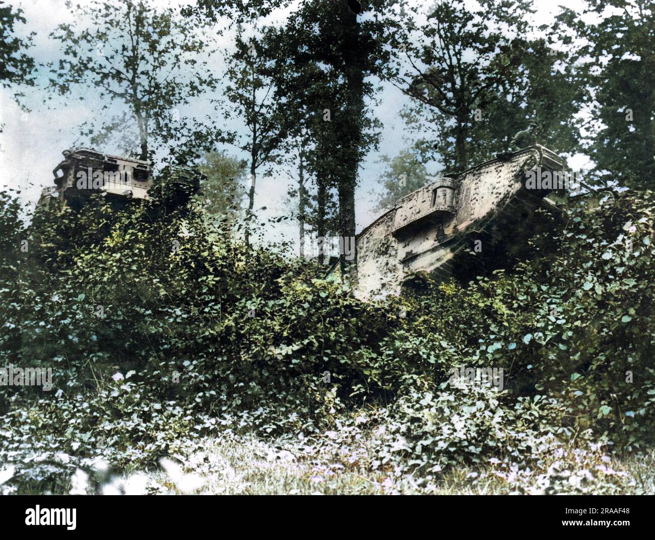 Two British tanks passing through Oosthoek Wood, near Elverdinghe, Belgium, on the Western Front during the First World War.     Date: 11-Sep-17 Stock Photo