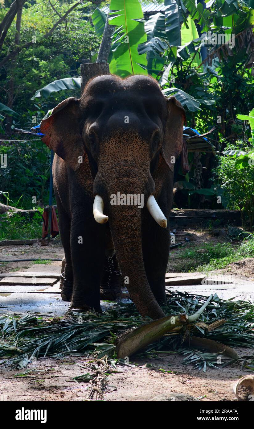 Where Elephants Roam Free and Dreams Take Flight - Punnathur Kotta, a Wonderland of Wonder! Stock Photo