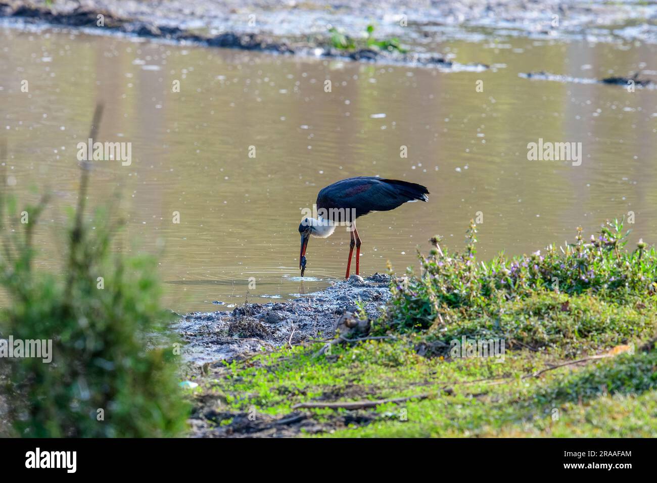 Captivating Moments: Woolly-necked Stork Soaring with its Prize, the Fish Stock Photo