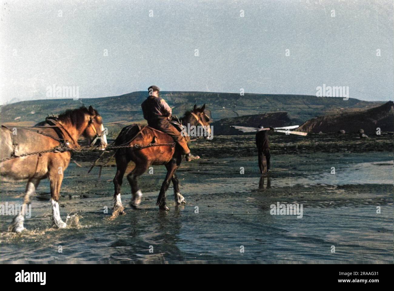 Fish Being Ridden Working Horses on beach pulling a fishing boat back in, one horse being ...