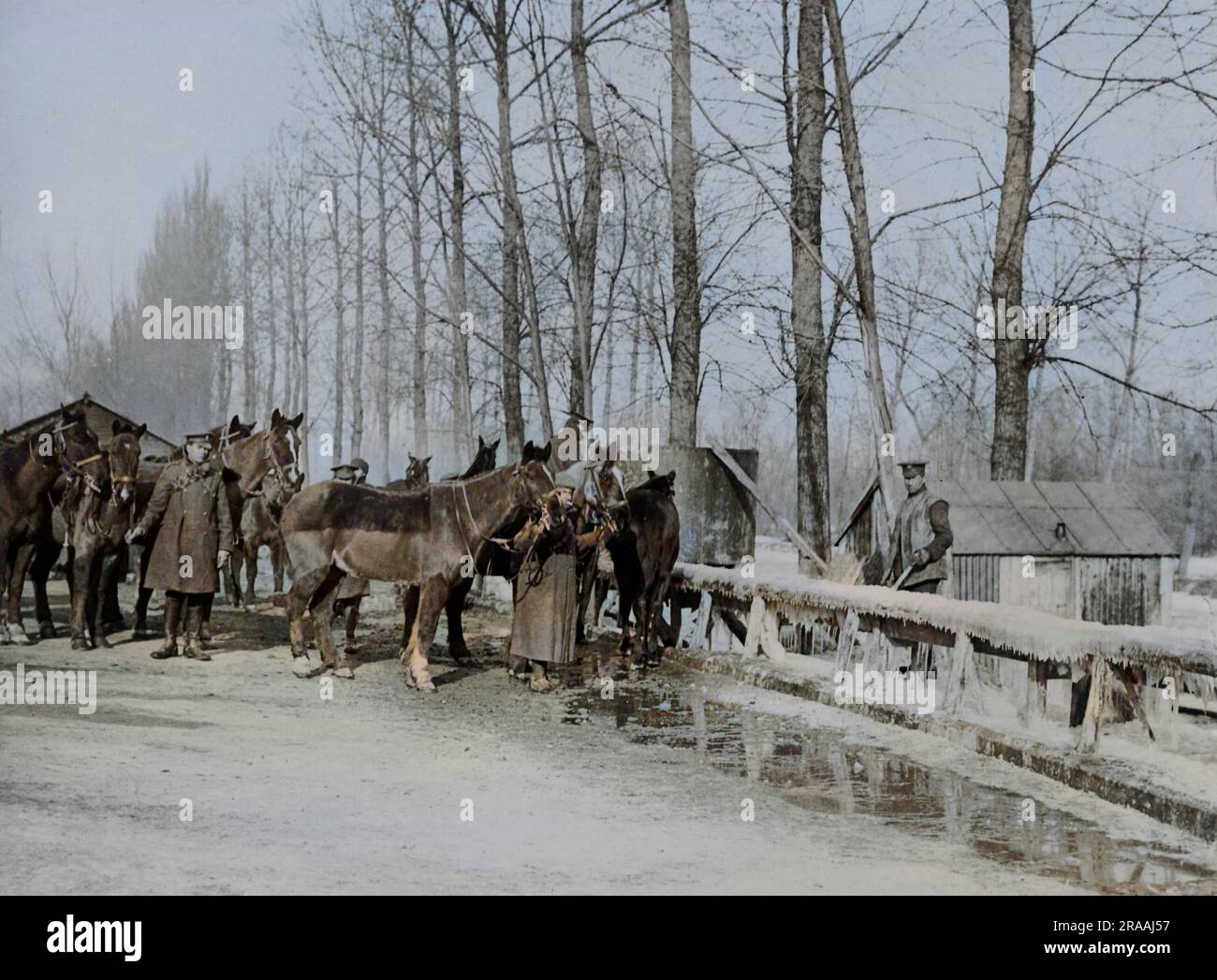 British soldiers with horses at a frozen watering point on the Western Front during World War One.     Date: circa 1916 Stock Photo