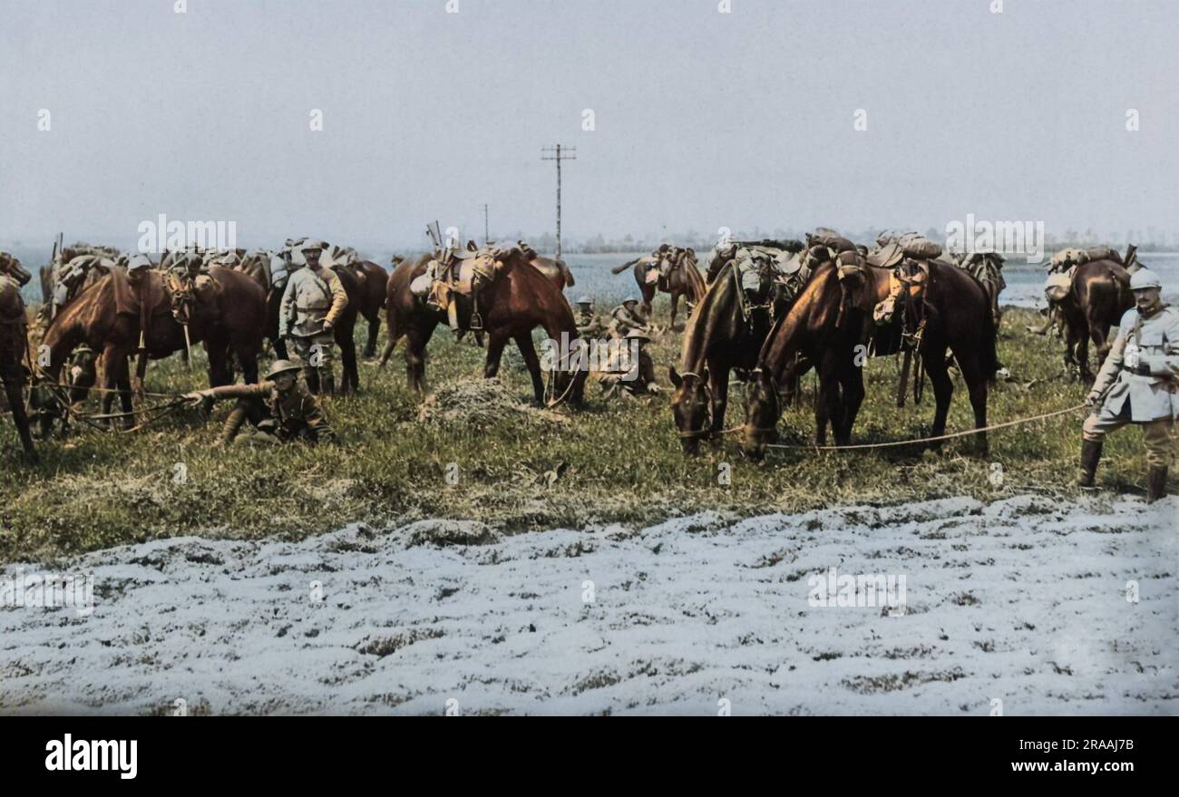 British and French cavalry grazing their horses after action on the Western Front in France during World War One.     Date: circa 1916 Stock Photo