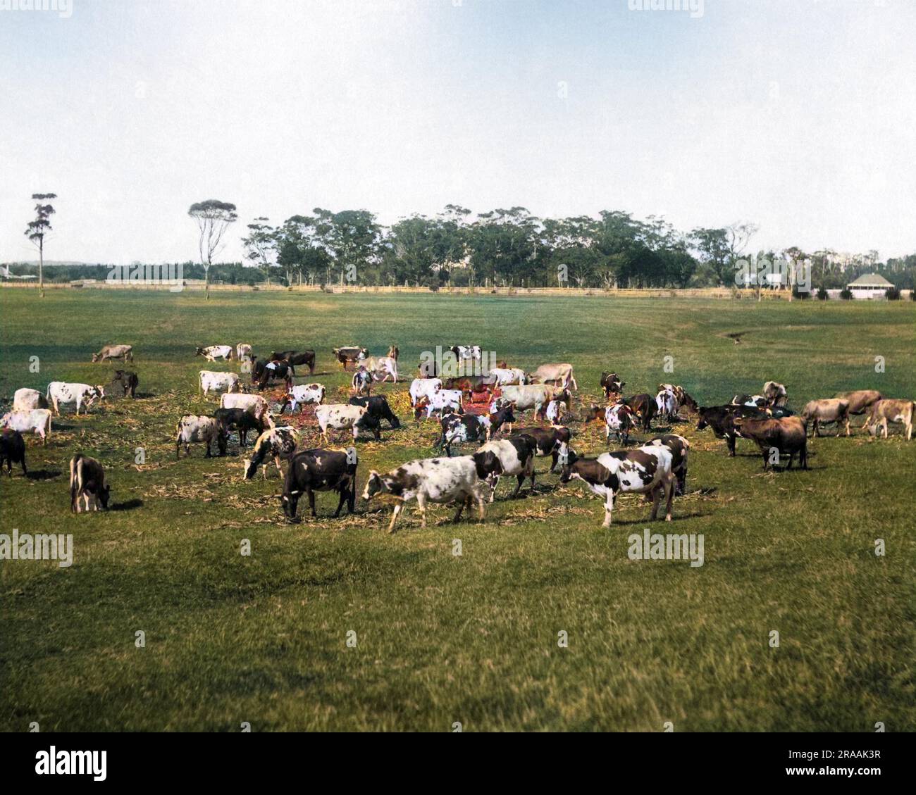 Purebreed Ayrshire and Jersey Cattle, Coolangatta, New South Wales, Australia.     Date: circa 1890s Stock Photo
