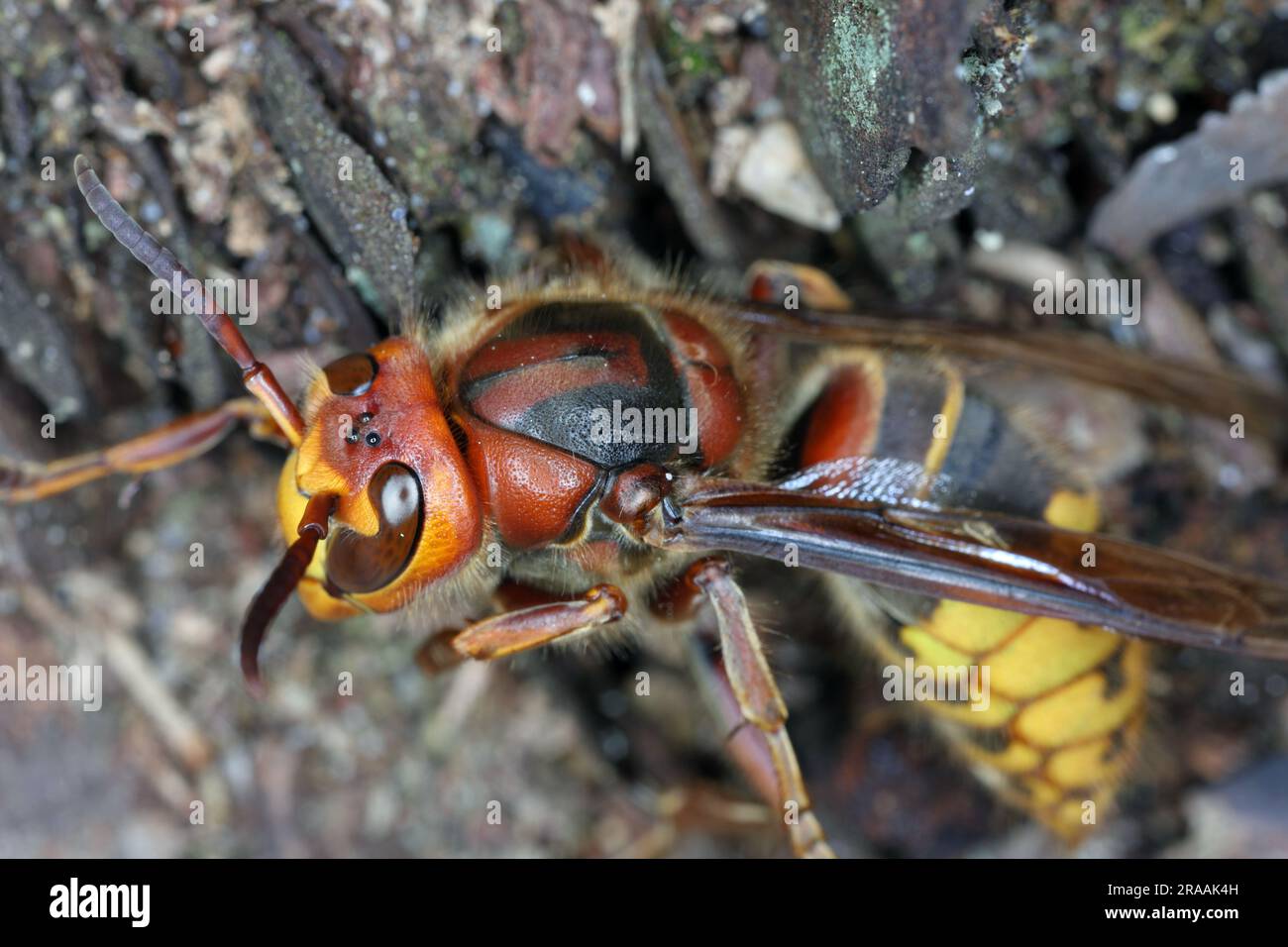 A queen hornet (Vespa crabro) head on. Stock Photo